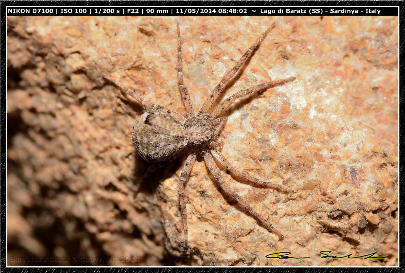 Ozyptila sp. No. Philodromus sp. - Baratz (SS)
